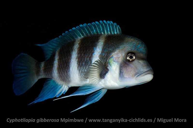 Cyphotilapia gibberosa 'Cape Mpimbwe'
